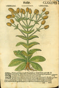"Labrum Veneris Wildt Distel"  Reverse side:  "Virgia Pastoris Wildt Distel"  Woodcut from "Hebarium Bohemiae", 1590. Text in Czech. Later hand coloring.  This over 400 year-old print is shown on a light background.