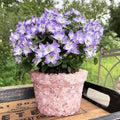 Planters Crafted from Assorted Gemstones FB3445 🌸